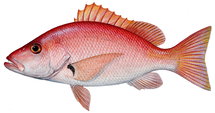 A Snapper Fish...